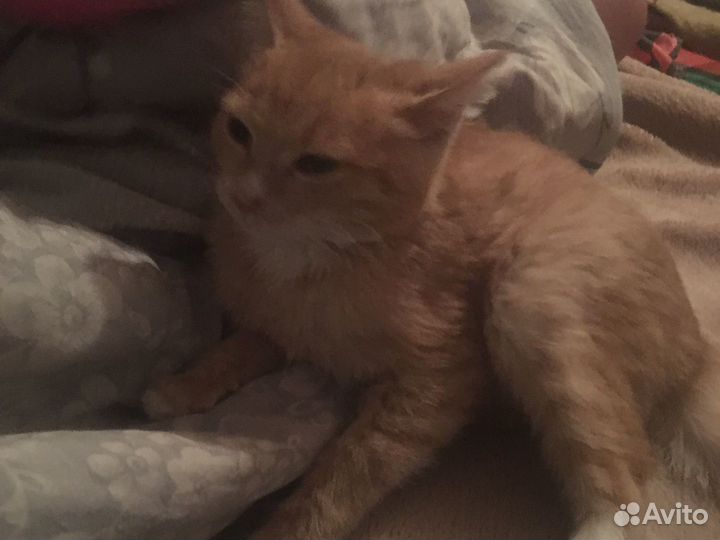 Котята в добрые руки даром