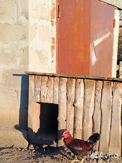 Молодые петухи