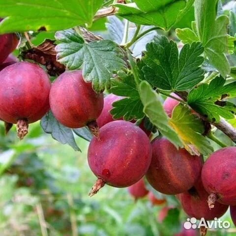 Смородина сладкая черная, белая, крыжовник саженцы