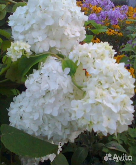 Яблоневый цвет пеларгония.Камен роза см.профиль