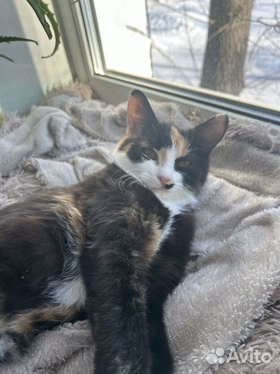 Кошка в добрые руки