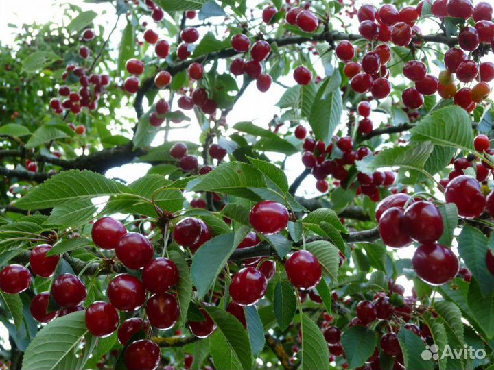 Вишня любская саженцы