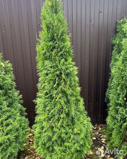 Туя Смарагд с доставкой с полей