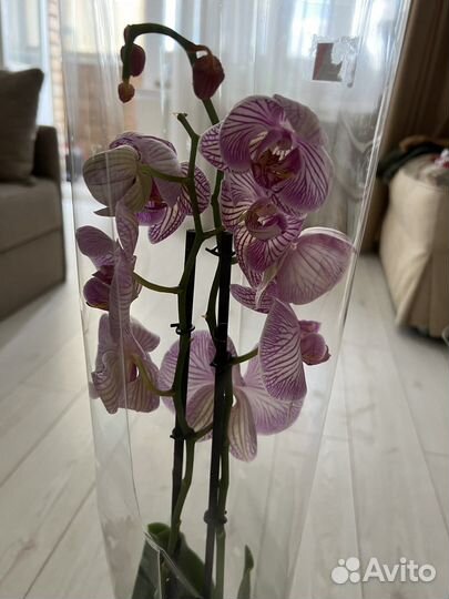 Орхидея цветущая