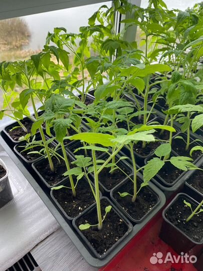 Рассада помидор