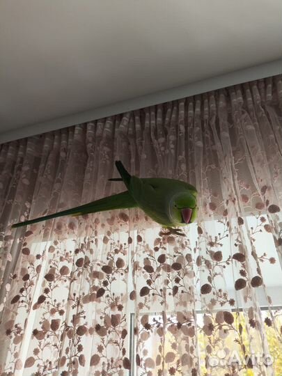 Ожереловый попугай самец