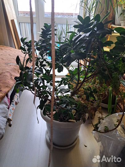 Фикус бонсай 75 см с горшком. 45см само растение