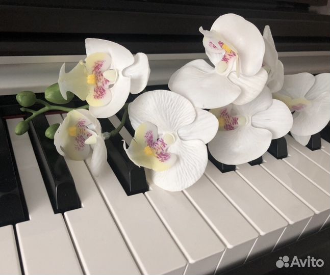 Репетитор/педагог по фортепиано