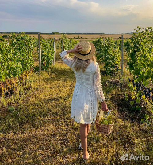 Экскурсия Камский виноградник-Казань