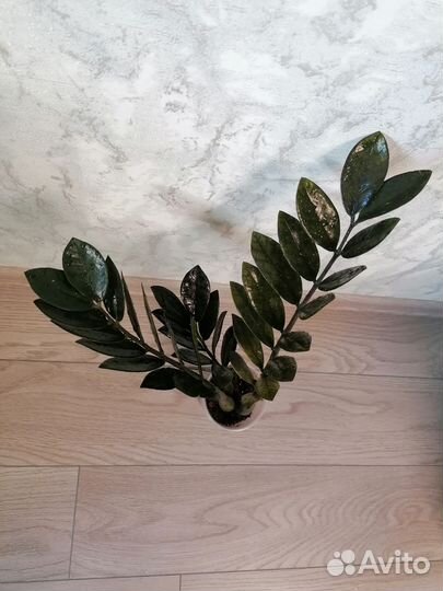 Замиокулькасы сортовые