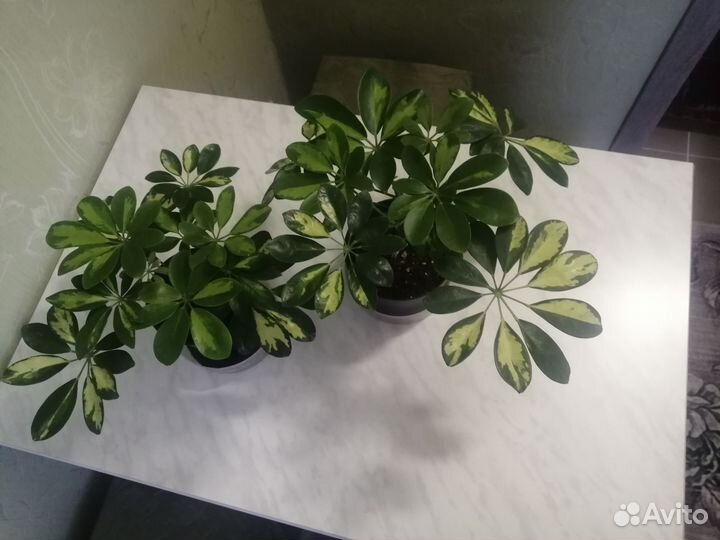 Комнатные цветы шефлера