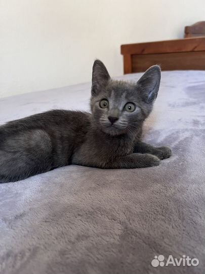 Котенок