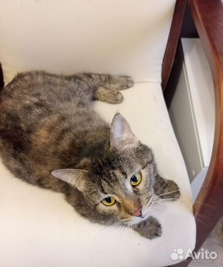 Кошка Кузя в добрые руки