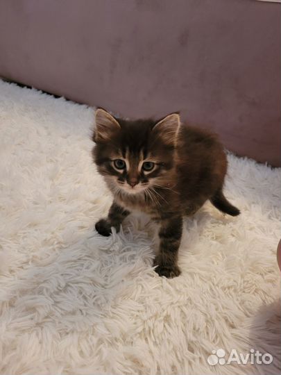 Отдам котят в добрые руки