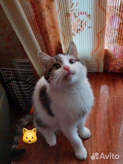 Кошки в добрые руки бесплатно