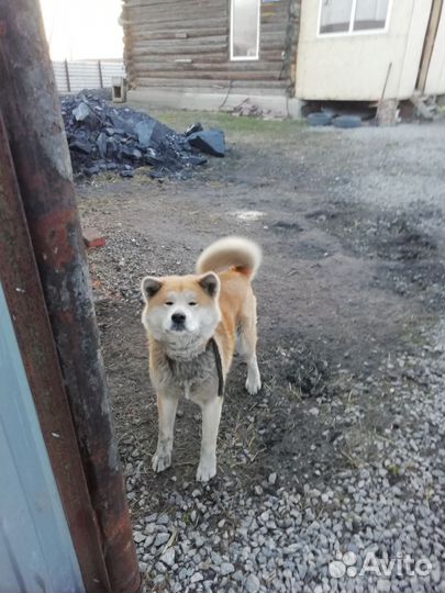 Собака акита ину
