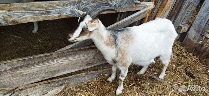 Козы,кролихи