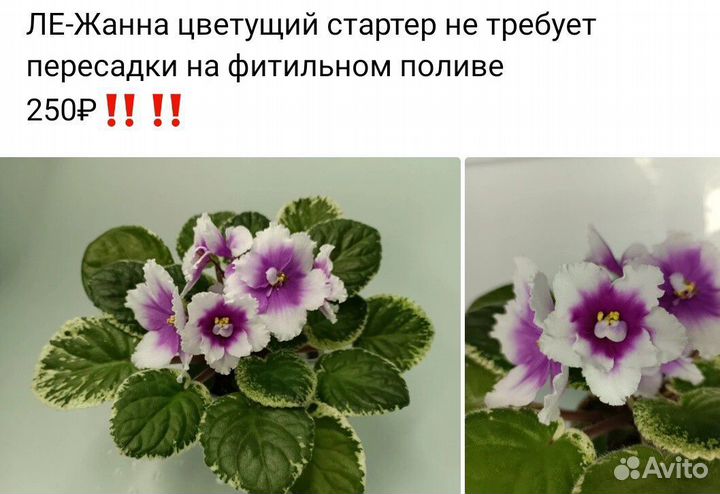 Фиалки сортовые цветущие и детки