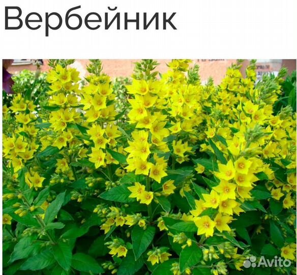 Энотера, вербейник