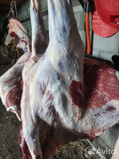 Мясо говядина