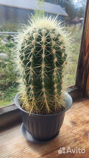Эхинокактус грузони