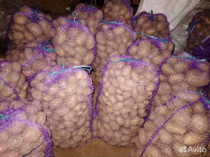 Продам картофель крупный и семенной