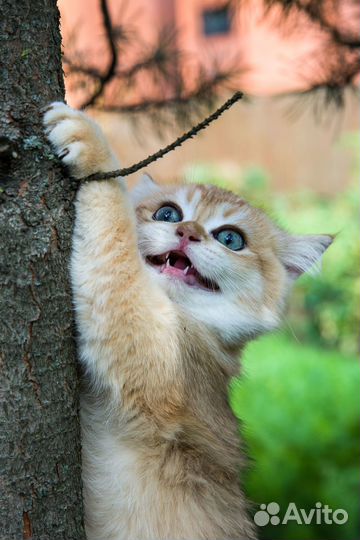 Котенок золотая шиншилла