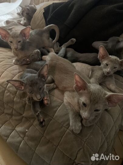 Ориентальные котята