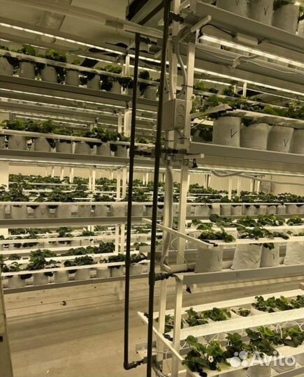 Ищу инвестора в клубнику