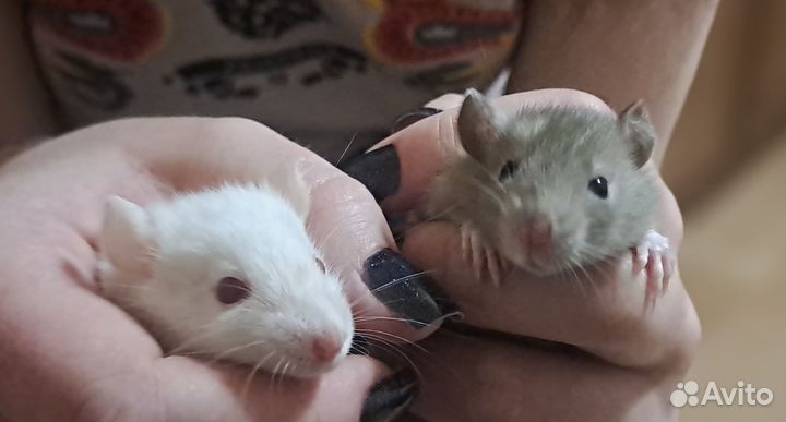 Крысы дамбо