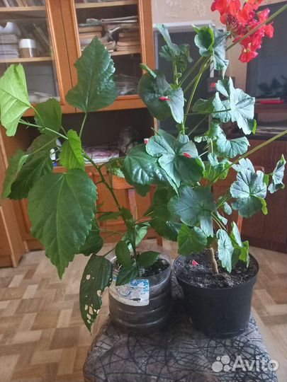 Комнатные растения