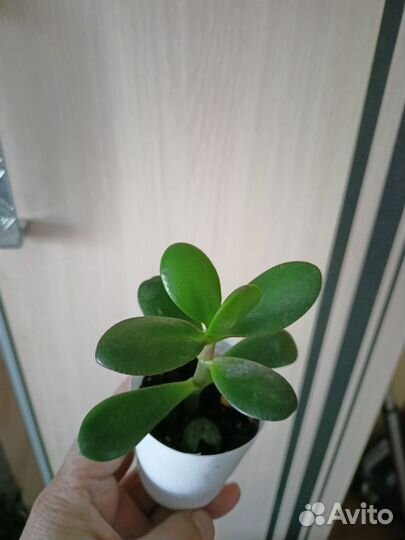 Карасула денежное дерево