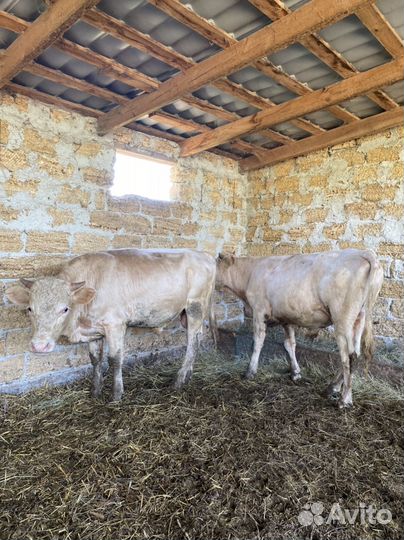 Быки Сименталы