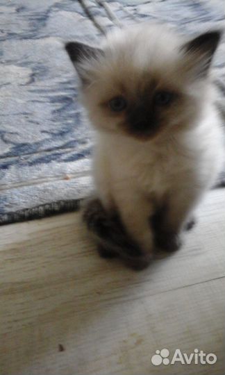 Котята ищют хозяина