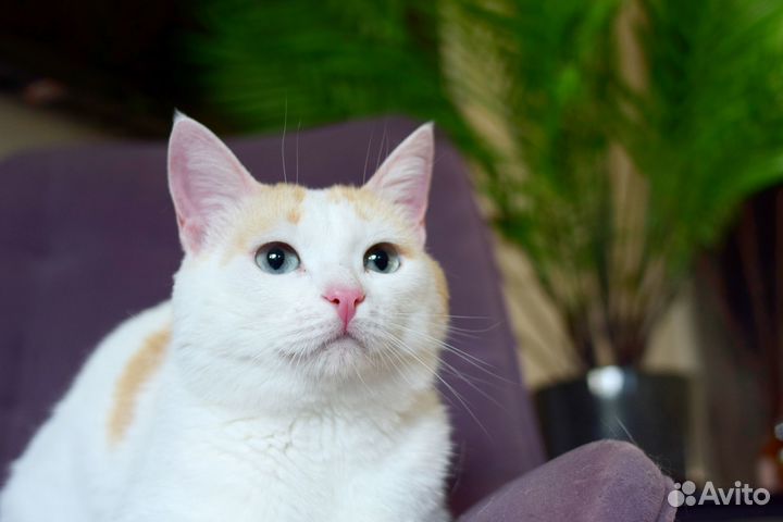 Котик с голубыми глазами