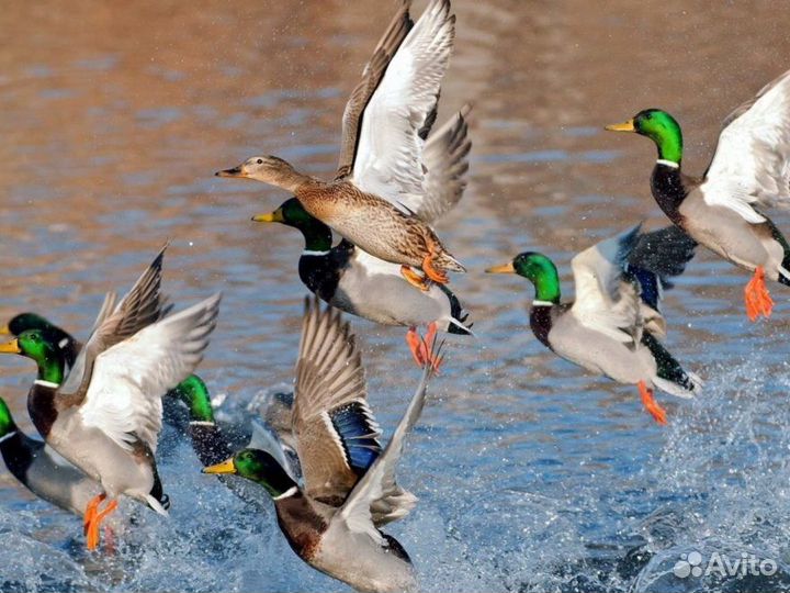 Охота на утку