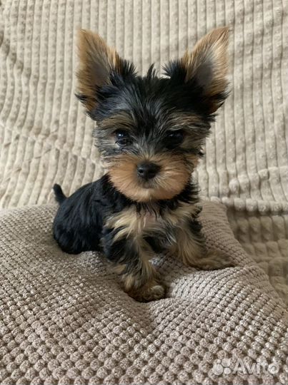 Щенок йорк девочка мини