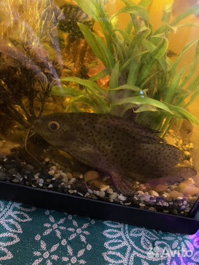 Аквариум 220 литров торг полный комплект