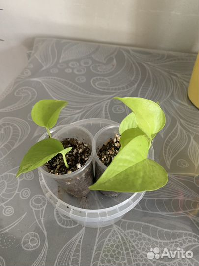 Сциндапсус неон