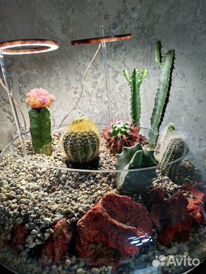 Флорариум с кактусами и светильниками