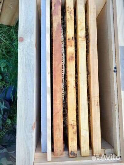 Пчёлопакеты карника Пчеломатки. Прополис