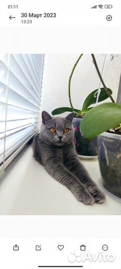 Британская