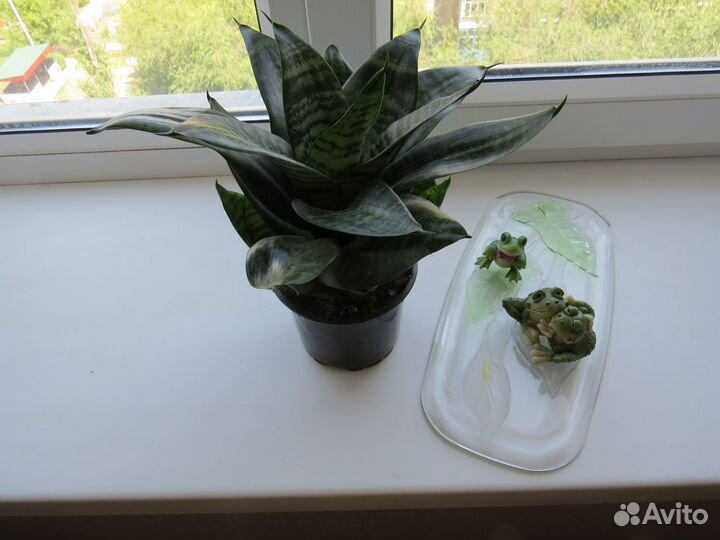 Сансевьера