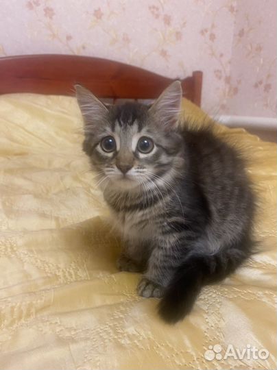 Кошка