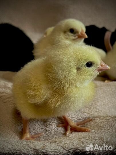 Цыплята бройлеры