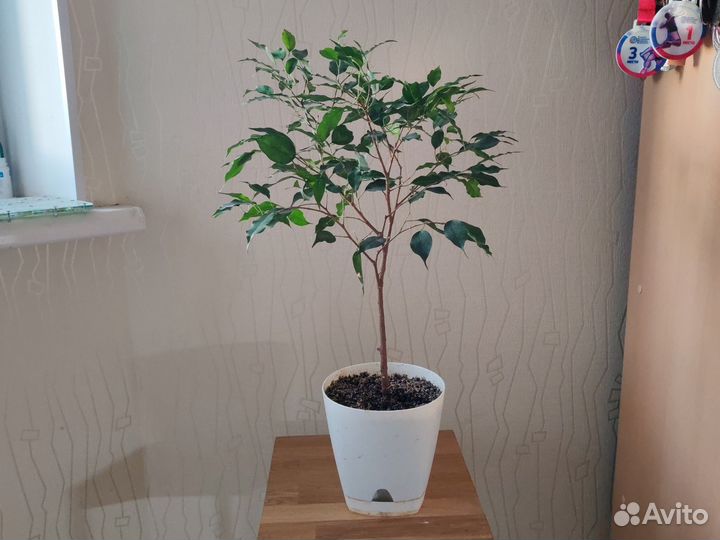 Фикус бенджамина