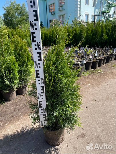 Туя смарагд из питомника