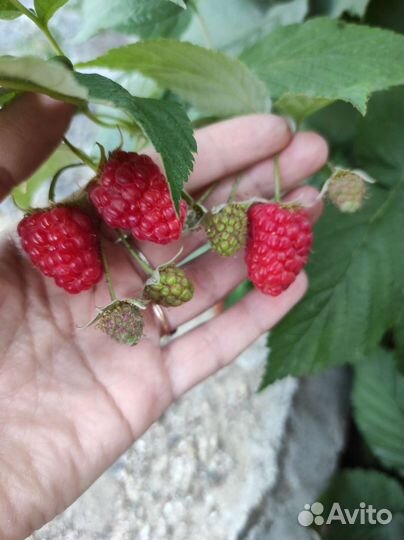 Ремонтантная малина