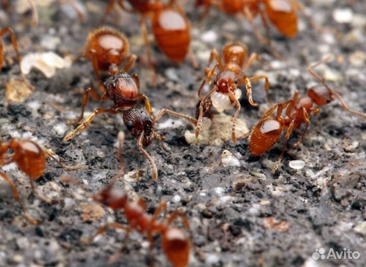 Муравьи:Lasius niger,Lasius flavus