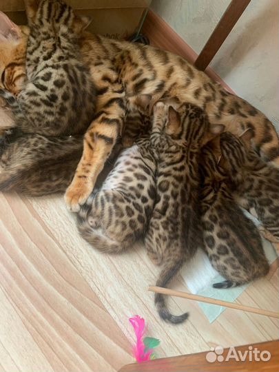 Бенгальские котята